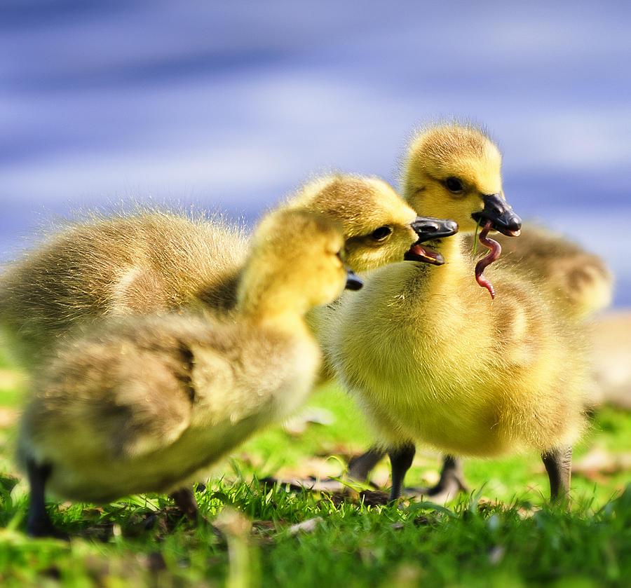 Gosling Photograph - Goslings And A Worm by Vicki Jauron Gosling Photograph - Goslings And A Worm by Vicki Jauron