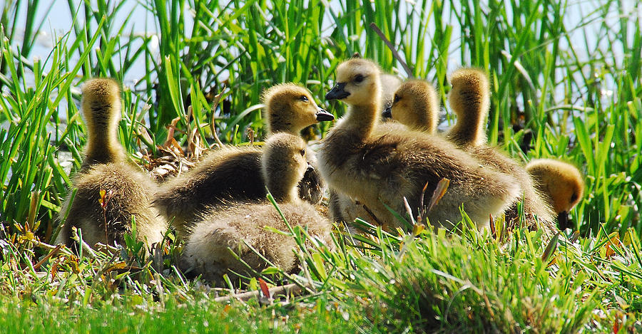 Goslings At Rest Photograph by Janice Adomeit