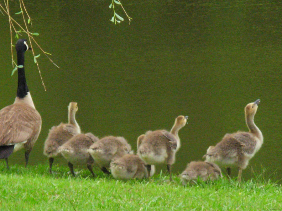 Goslings by the Pond Photograph by Jeanne Juhos