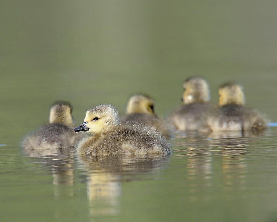Goslings Photograph by Craig Leaper