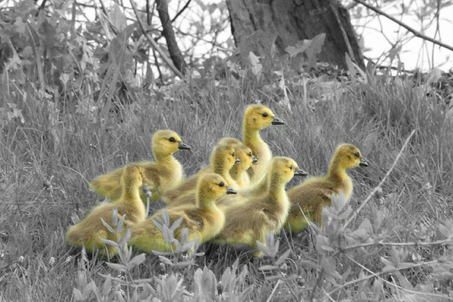 Goslings in Select Color Photograph by Mark J Seefeldt