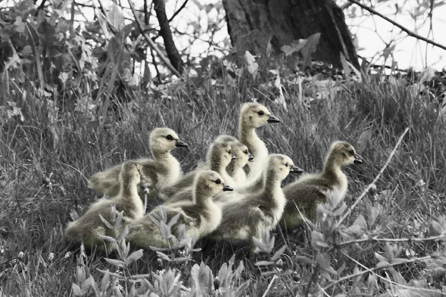 Goslings Muted Photograph by Mark J Seefeldt