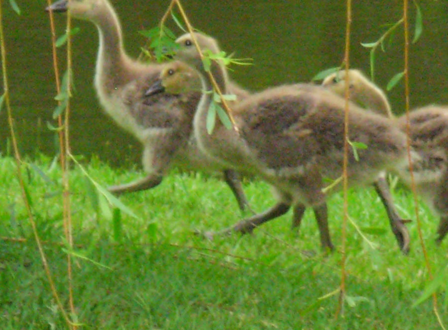 Goslings On Their Way Photograph by Jeanne Juhos
