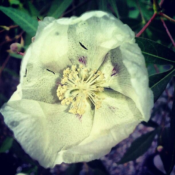 Botanical Photograph - Gossypium #botanical by Darcey Blue