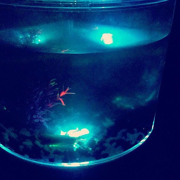 Got A Fish In A Glow In The Dark Tank Photograph by Therese Murphy