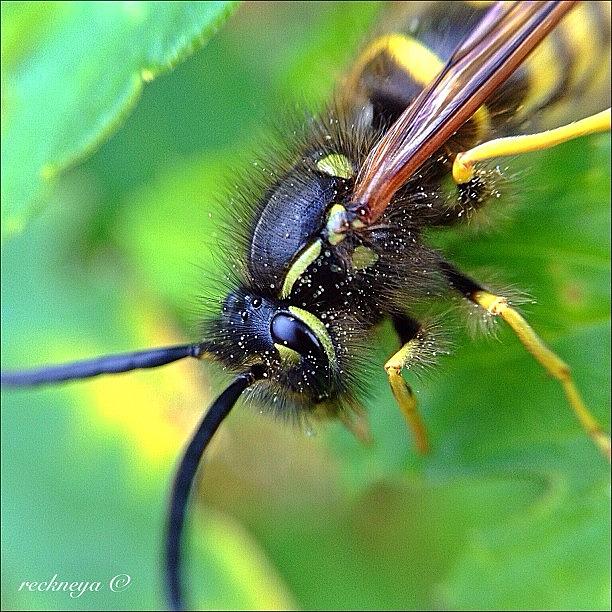 Nature Photograph - Got Me A Nice Wasp! It Was Raining And by Willem Smit
