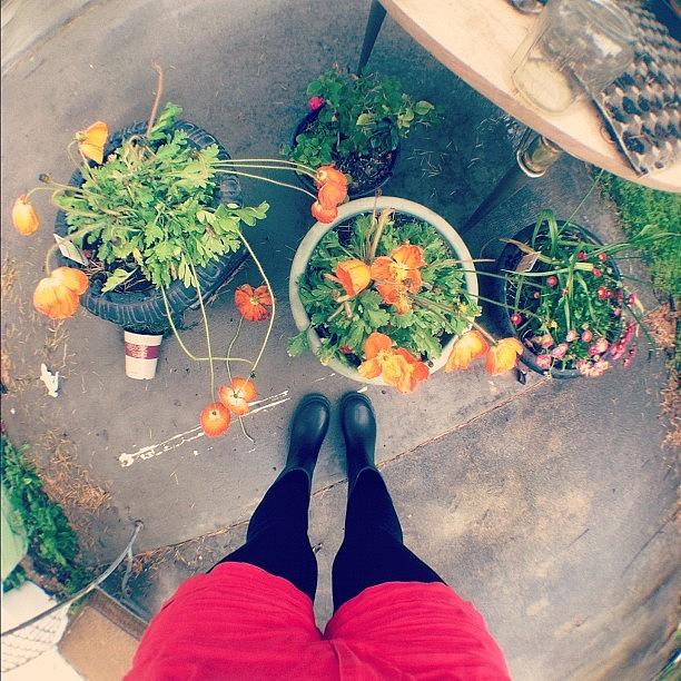 Flower Photograph - Got My Rain Boots On. #flowers by Allison Faulkner