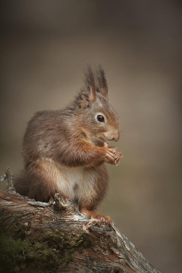 Got Nuts Photograph by Andy Astbury