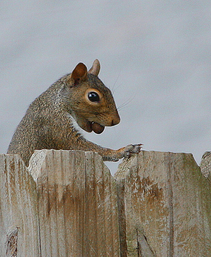 Got Nuts? Photograph by Rachel Bochnia