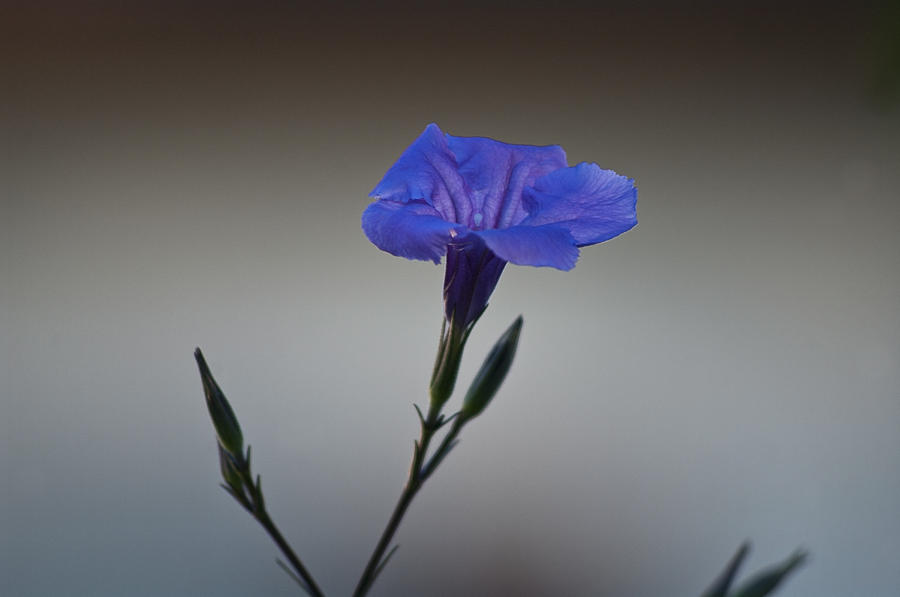Got the Blues - Mexican Petunia Photograph by ShaddowCat Arts - Sherry