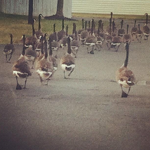 Geese Photograph - Got The Troops Out Early by Javelyn Evans