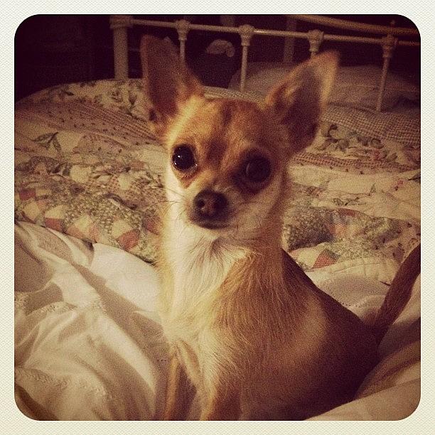 Chihuahua Photograph - Got This Little Sausage Jumping Around by Talulah Blue Chihuahua Photograph - Got This Little Sausage Jumping Around by Talulah Blue