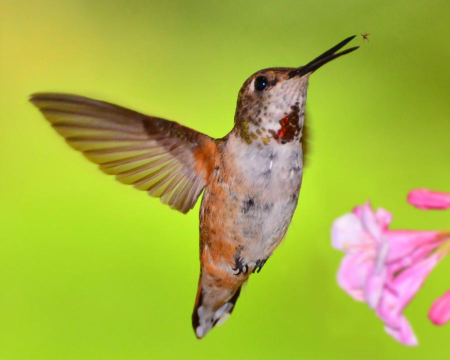 Hummingbird Photograph - Gotcha 2 by Jack Moskovita