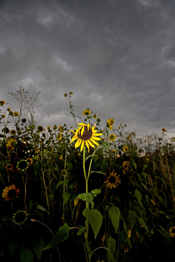 Goth Sunflower Photograph by Peter Tellone