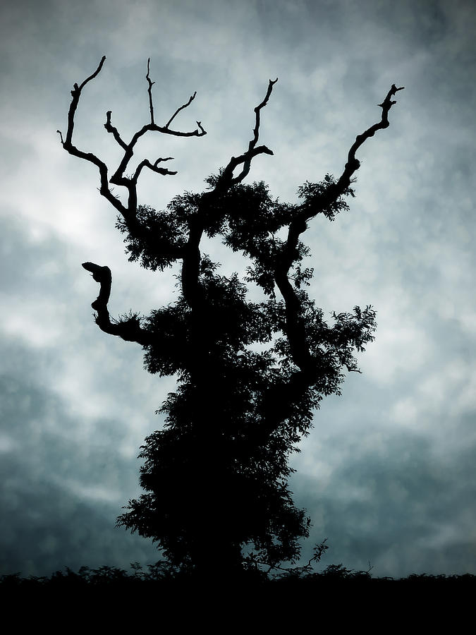 Goth Tree Photograph