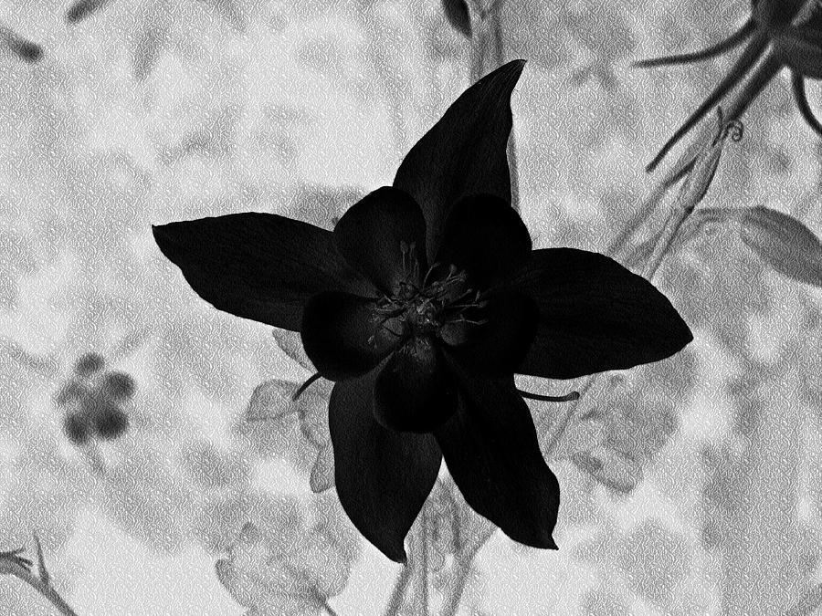 Gothic Columbine Photograph by Nick Kloepping