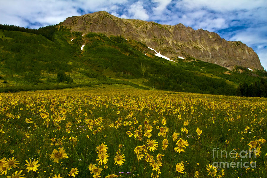 Flower Photograph - Gothic Mountain  by Crystal Garner