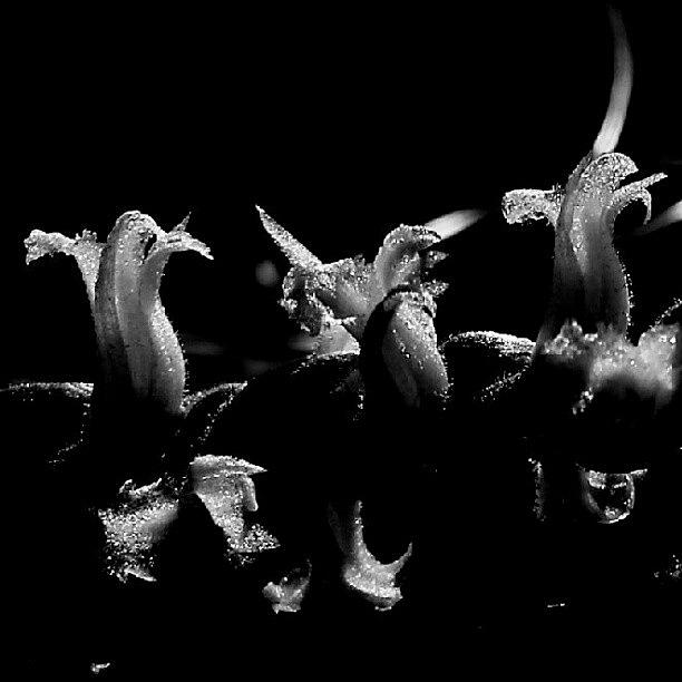 Monochromatic Photograph - Gotta Have The Black & White Too. :-) by Kat Carmean