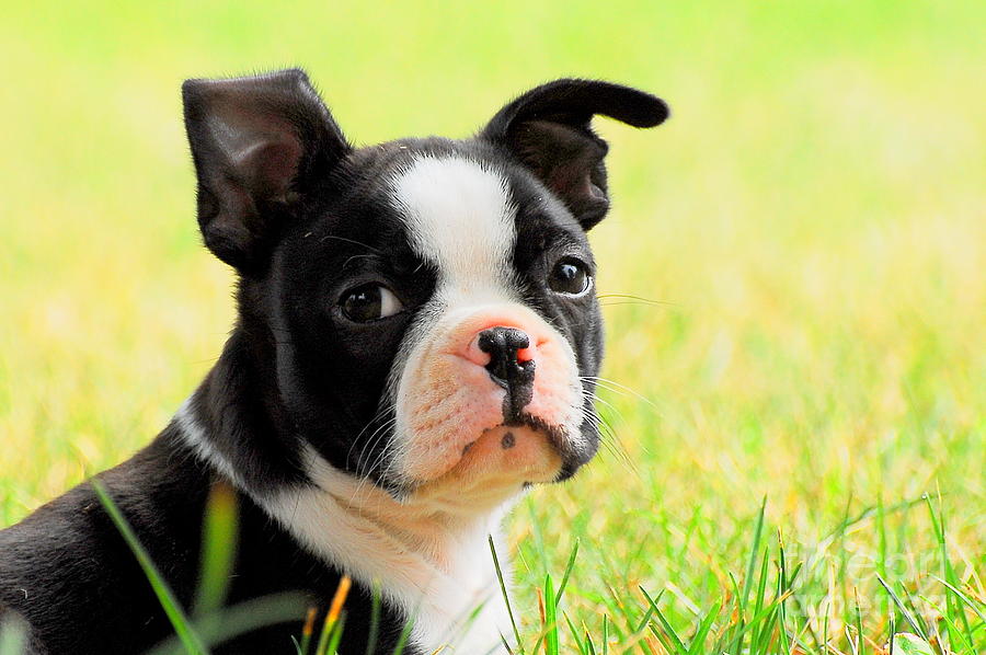 Dog Photograph - Gotta Love Me by Michael Rucci Dog Photograph - Gotta Love Me by Michael Rucci