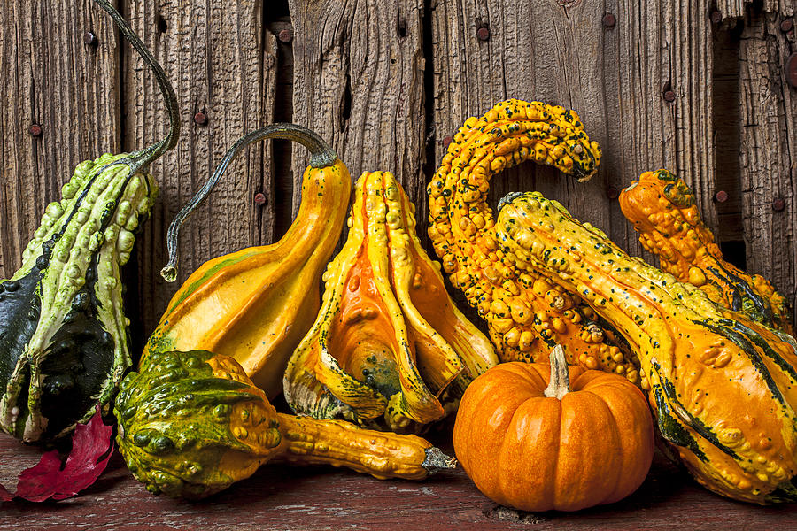 Fruit Photograph - Gourds against wooden wall by Garry Gay