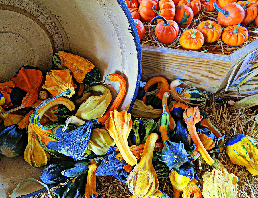 Gourds and Pumpkins Photograph by Patricia Januszkiewicz