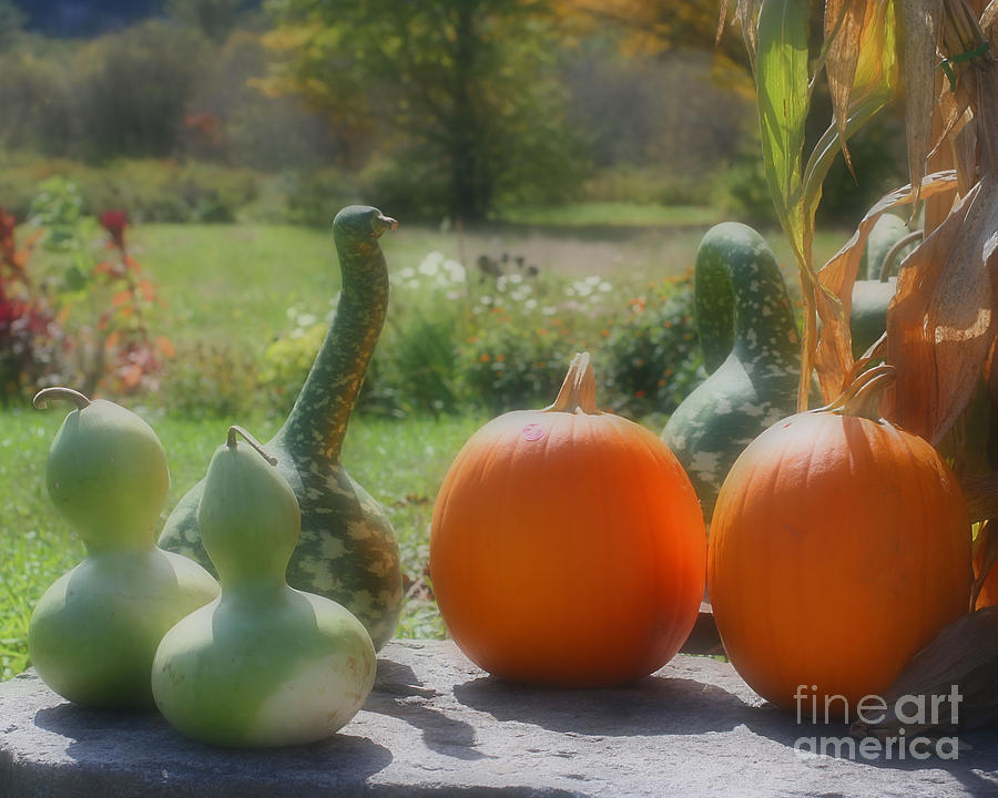 Gourds And Pumpkins Photograph by Smilin Eyes Treasures