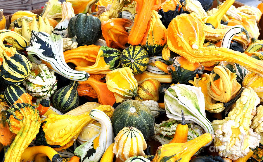 Gourds and Squash Photograph by Tatyana Searcy