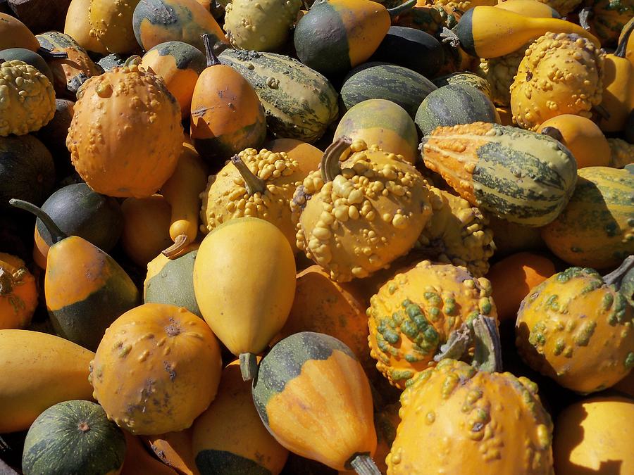 Gourds Galore Photograph by Sandy Collier