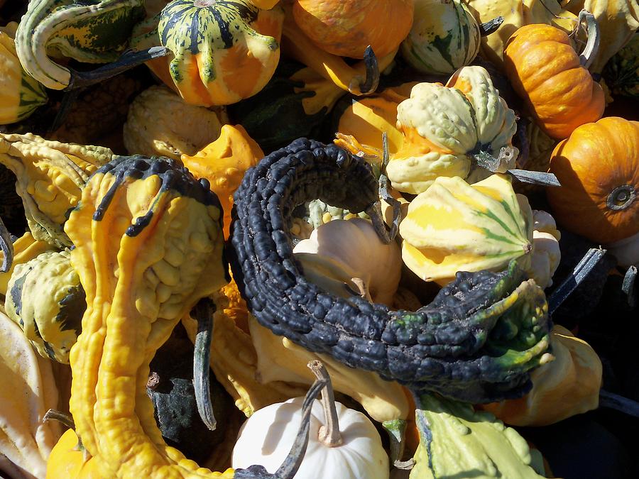 Gourds Too Photograph by Sandy Collier
