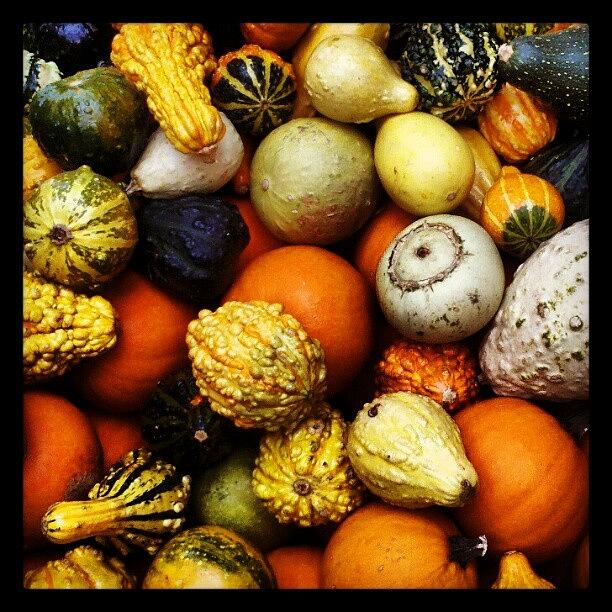 Fall Photograph - Gourds by Travel Designed