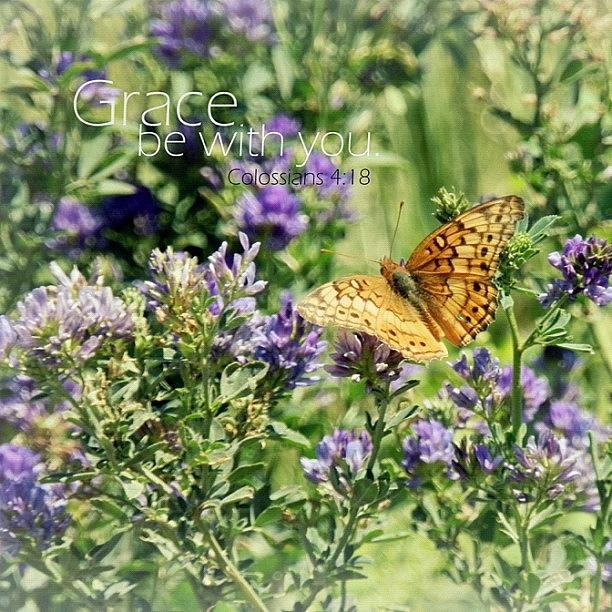 Butterfly Photograph - grace Be With You. Amen. Colossians by Traci Beeson