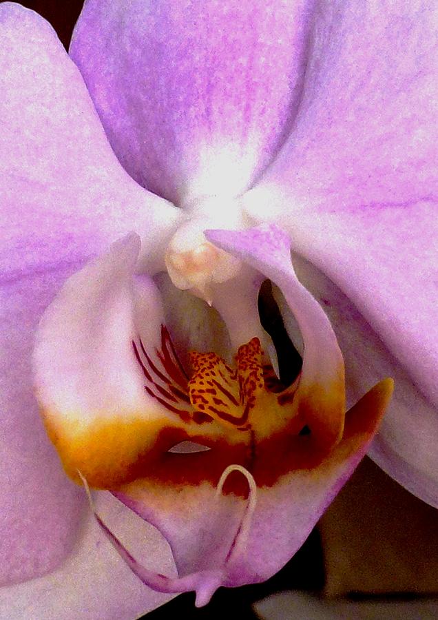 Graceful Bird Orchid Photograph by Amalia Suruceanu
