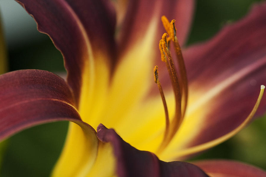 Graceful Gold and Wine Daylily Floral Photograph by Kathy Clark
