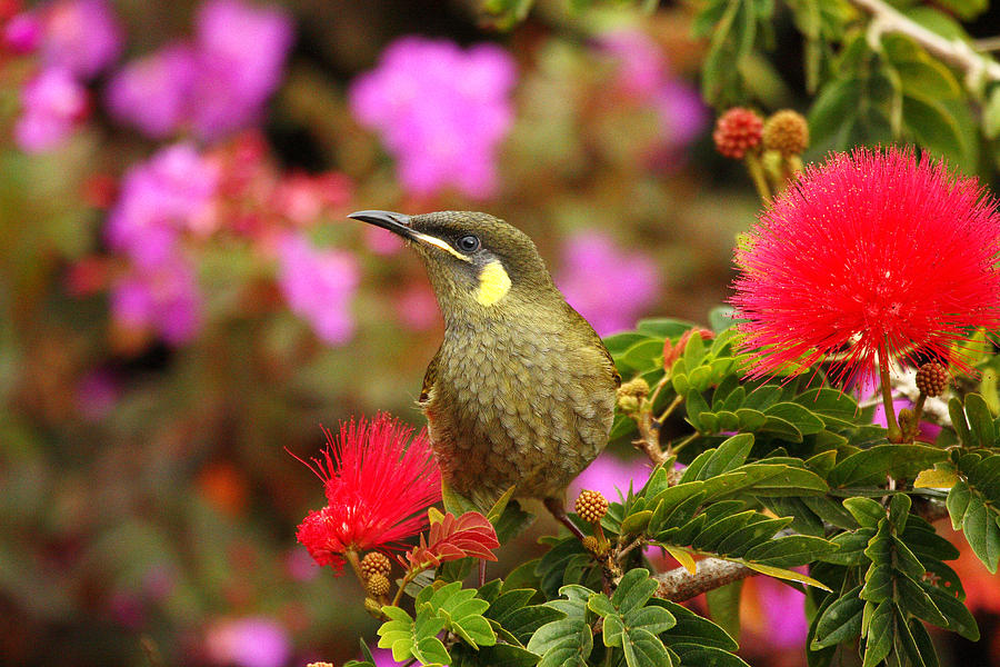 Nature Photograph - Graceful Honeyeater by Andrew McInnes