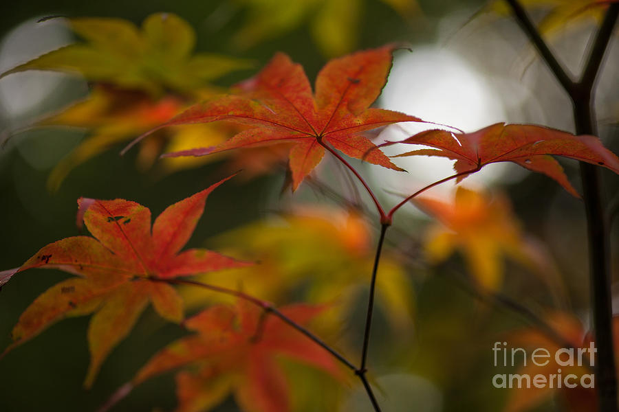 Fall Photograph - Graceful Layers by Mike Reid