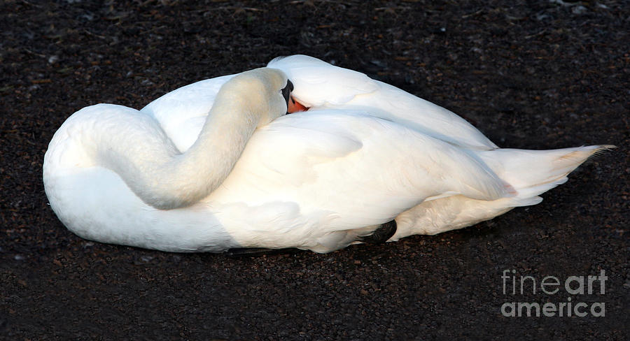 Swan Photograph - Graceful Repose by Susan Wall