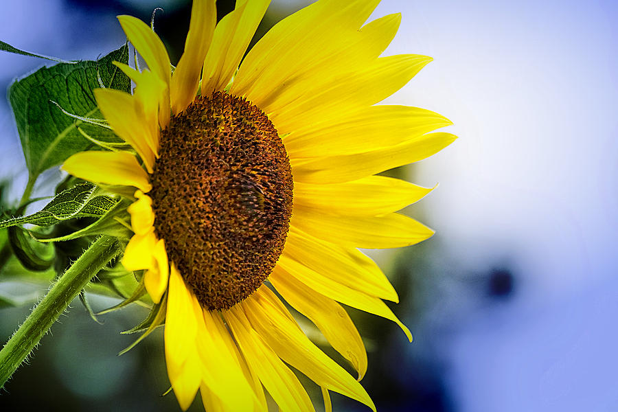 Graceful Sunflower Photograph by Trudy Wilkerson