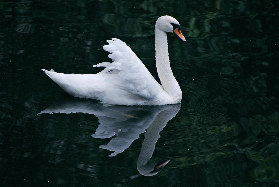 Graceful Swan Reflecting on one of Bruges Canals Photograph by Jeff Rose
