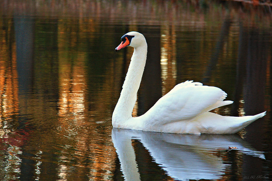 Graceful Swan Photograph by Sheila Kay McIntyre