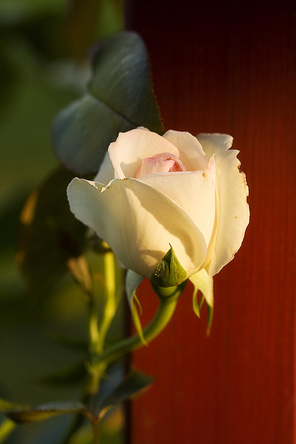 Gracefull White Rose Photograph by Trudy Wilkerson