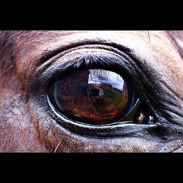 Horse Photograph - Graces Eye #horse #horses #eye #eyes by Keith  Greener