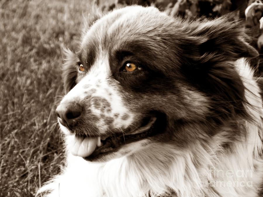 Dog Photograph - Gracy Lady by Nicole Steele