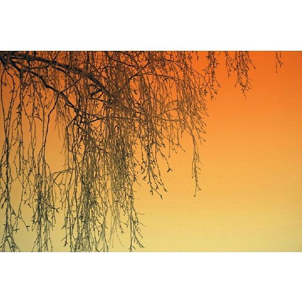 Summer Photograph - Gradient II | Its My Birthday Today! 8> by Robin Hedberg