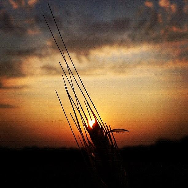 Nature Photograph - #grain #cereal #sun #sky #beautiful by Marko Kramaric