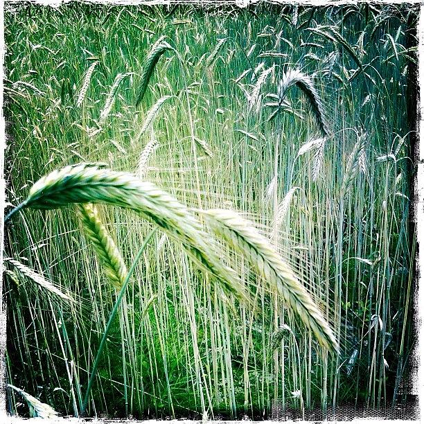 Grain Photograph by Henk Goossens
