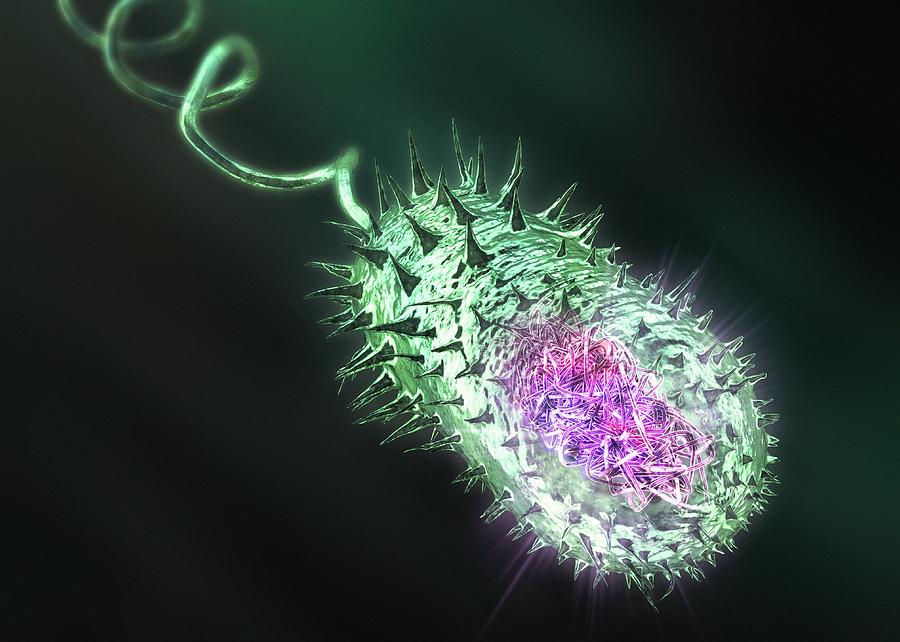 Bacillus Photograph - Gram-negative Bacterium, Artwork by Equinox Graphics