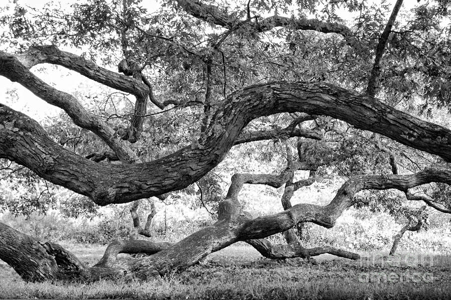 Granby Oak Photograph by HD Connelly