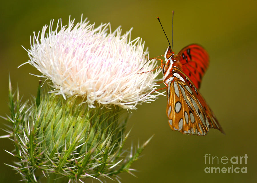 Grand Butterfly on Thistle Photograph by Carol Groenen