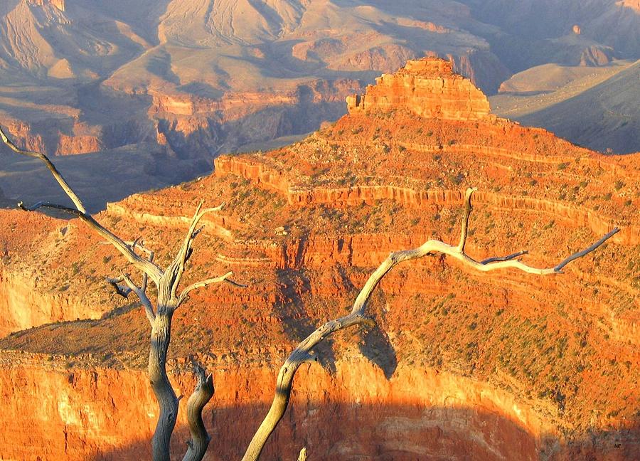 Grand Canyon 40 Photograph by Will Borden