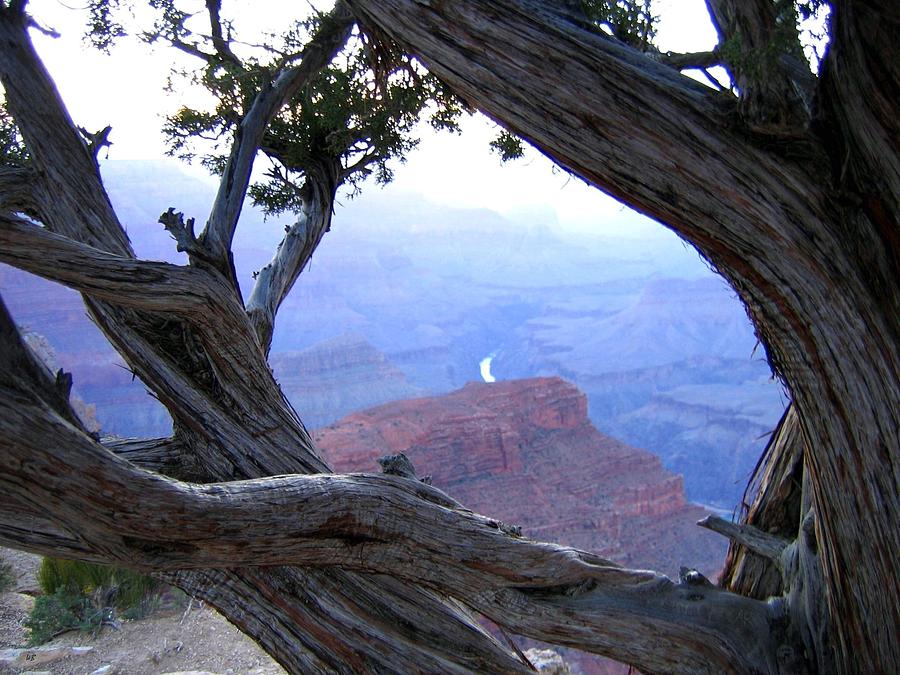 Grand Canyon 45 Photograph by Will Borden